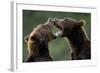 Brown Bears Sparring at Kukak Bay in Katmai National Park-Paul Souders-Framed Photographic Print