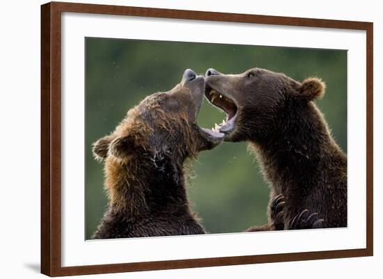 Brown Bears Sparring at Kukak Bay in Katmai National Park-Paul Souders-Framed Photographic Print