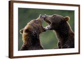 Brown Bears Sparring at Kukak Bay in Katmai National Park-Paul Souders-Framed Photographic Print