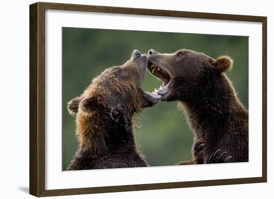 Brown Bears Sparring at Kukak Bay in Katmai National Park-Paul Souders-Framed Photographic Print