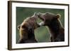 Brown Bears Sparring at Kukak Bay in Katmai National Park-Paul Souders-Framed Photographic Print