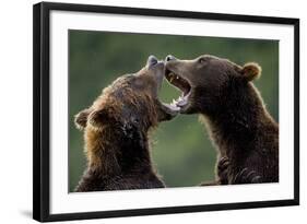 Brown Bears Sparring at Kukak Bay in Katmai National Park-Paul Souders-Framed Photographic Print