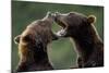 Brown Bears Sparring at Kukak Bay in Katmai National Park-Paul Souders-Mounted Photographic Print