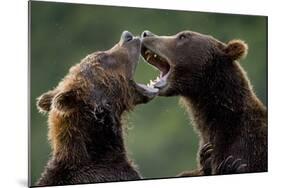 Brown Bears Sparring at Kukak Bay in Katmai National Park-Paul Souders-Mounted Photographic Print