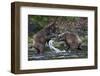 Brown Bears Sparring in Freshwater Bay-Paul Souders-Framed Photographic Print