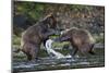 Brown Bears Sparring in Freshwater Bay-Paul Souders-Mounted Photographic Print