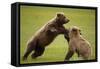 Brown Bears Sparring in Meadow at Hallo Bay-Paul Souders-Framed Stretched Canvas