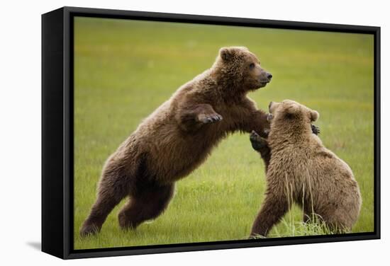 Brown Bears Sparring in Meadow at Hallo Bay-Paul Souders-Framed Stretched Canvas