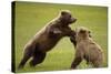 Brown Bears Sparring in Meadow at Hallo Bay-Paul Souders-Stretched Canvas