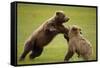 Brown Bears Sparring in Meadow at Hallo Bay-Paul Souders-Framed Stretched Canvas