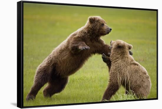 Brown Bears Sparring in Meadow at Hallo Bay-Paul Souders-Framed Stretched Canvas