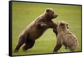 Brown Bears Sparring in Meadow at Hallo Bay-Paul Souders-Framed Stretched Canvas