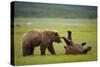 Brown Bears Sparring in Meadow at Hallo Bay-Paul Souders-Stretched Canvas