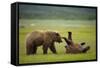 Brown Bears Sparring in Meadow at Hallo Bay-Paul Souders-Framed Stretched Canvas