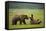 Brown Bears Sparring in Meadow at Hallo Bay-Paul Souders-Framed Stretched Canvas