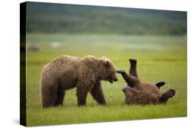 Brown Bears Sparring in Meadow at Hallo Bay-Paul Souders-Stretched Canvas