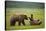 Brown Bears Sparring in Meadow at Hallo Bay-Paul Souders-Stretched Canvas