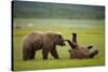 Brown Bears Sparring in Meadow at Hallo Bay-Paul Souders-Stretched Canvas