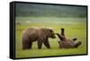 Brown Bears Sparring in Meadow at Hallo Bay-Paul Souders-Framed Stretched Canvas