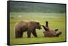 Brown Bears Sparring in Meadow at Hallo Bay-Paul Souders-Framed Stretched Canvas