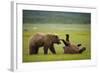 Brown Bears Sparring in Meadow at Hallo Bay-Paul Souders-Framed Photographic Print