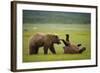 Brown Bears Sparring in Meadow at Hallo Bay-Paul Souders-Framed Photographic Print