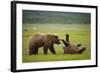 Brown Bears Sparring in Meadow at Hallo Bay-Paul Souders-Framed Photographic Print