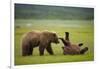 Brown Bears Sparring in Meadow at Hallo Bay-Paul Souders-Framed Photographic Print