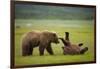 Brown Bears Sparring in Meadow at Hallo Bay-Paul Souders-Framed Photographic Print