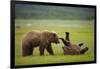 Brown Bears Sparring in Meadow at Hallo Bay-Paul Souders-Framed Photographic Print