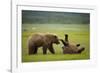 Brown Bears Sparring in Meadow at Hallo Bay-Paul Souders-Framed Photographic Print