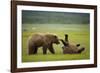 Brown Bears Sparring in Meadow at Hallo Bay-Paul Souders-Framed Photographic Print