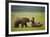 Brown Bears Sparring in Meadow at Hallo Bay-Paul Souders-Framed Photographic Print