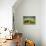 Brown Bears Sparring in Meadow at Hallo Bay-Paul Souders-Photographic Print displayed on a wall