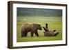 Brown Bears Sparring in Meadow at Hallo Bay-Paul Souders-Framed Photographic Print