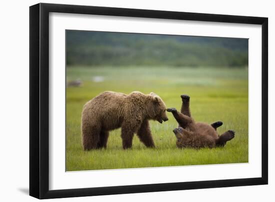 Brown Bears Sparring in Meadow at Hallo Bay-Paul Souders-Framed Photographic Print