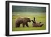 Brown Bears Sparring in Meadow at Hallo Bay-Paul Souders-Framed Photographic Print