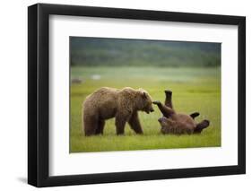 Brown Bears Sparring in Meadow at Hallo Bay-Paul Souders-Framed Photographic Print