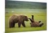 Brown Bears Sparring in Meadow at Hallo Bay-Paul Souders-Mounted Photographic Print