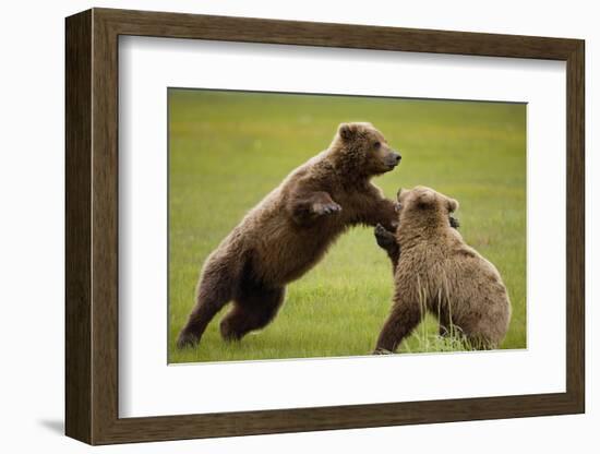 Brown Bears Sparring in Meadow at Hallo Bay-Paul Souders-Framed Photographic Print