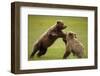 Brown Bears Sparring in Meadow at Hallo Bay-Paul Souders-Framed Photographic Print