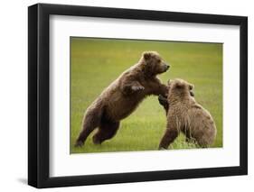 Brown Bears Sparring in Meadow at Hallo Bay-Paul Souders-Framed Photographic Print