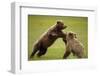 Brown Bears Sparring in Meadow at Hallo Bay-Paul Souders-Framed Photographic Print