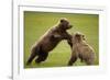 Brown Bears Sparring in Meadow at Hallo Bay-Paul Souders-Framed Photographic Print