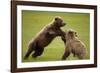 Brown Bears Sparring in Meadow at Hallo Bay-Paul Souders-Framed Photographic Print