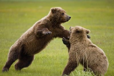 https://imgc.allpostersimages.com/img/posters/brown-bears-sparring-in-meadow-at-hallo-bay_u-L-PZNBT90.jpg?artPerspective=n