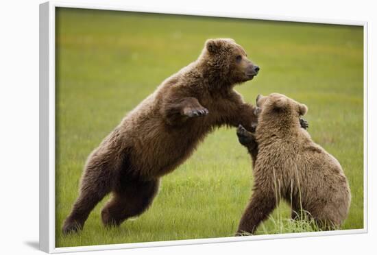 Brown Bears Sparring in Meadow at Hallo Bay-Paul Souders-Framed Photographic Print