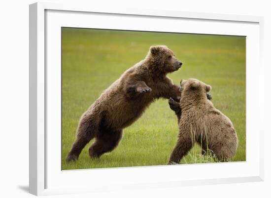 Brown Bears Sparring in Meadow at Hallo Bay-Paul Souders-Framed Photographic Print