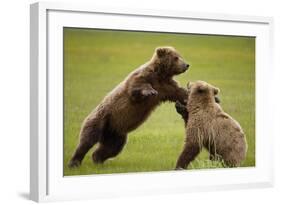 Brown Bears Sparring in Meadow at Hallo Bay-Paul Souders-Framed Photographic Print