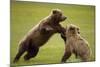 Brown Bears Sparring in Meadow at Hallo Bay-Paul Souders-Mounted Photographic Print